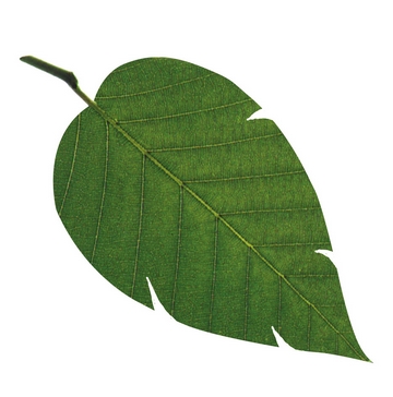 leaf2