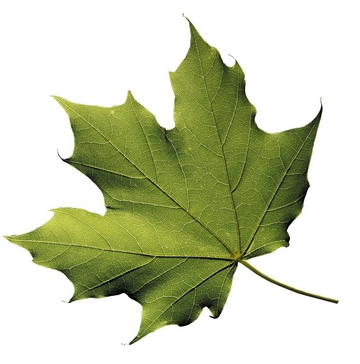 leaf3